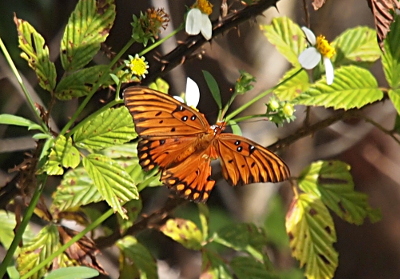 [The butterfly is perched on some leaves with its wings fully open and flat. The upper and lower wings are the left side are complete. The upper wing on the right side is missing the outer third. The lower wing on the left side is missing almost a full third of the wing from the body out to the edge on the part closest to the upper wing.]